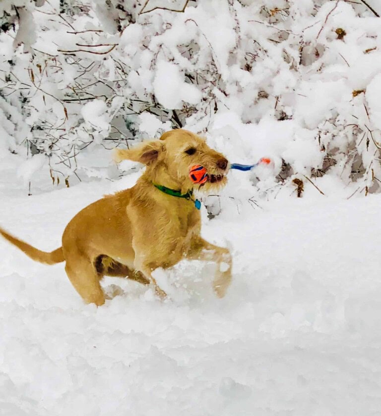 Five Great Ways to Keep Your Dog Happy