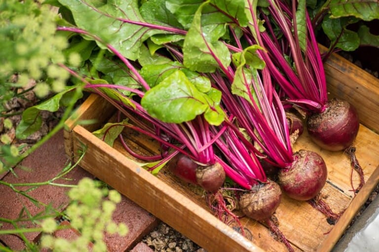 Five Benefits of Eating Beets