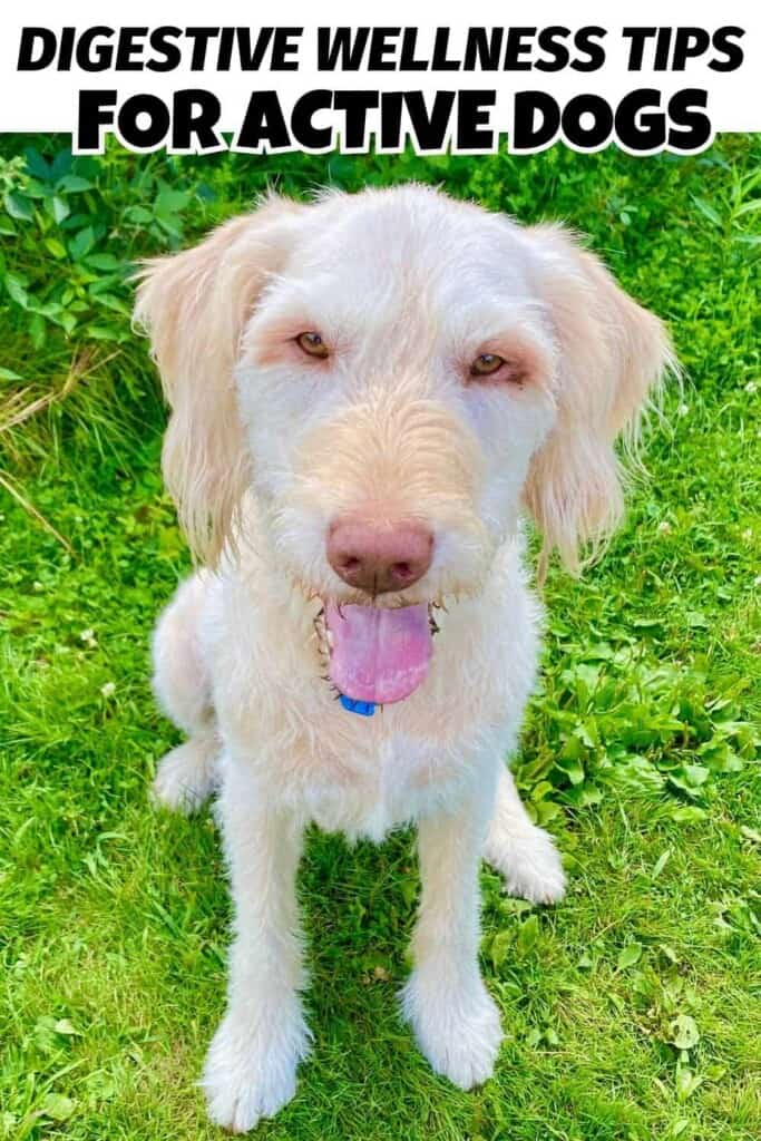Tips for Digestive Wellness for Dogs Pin.
