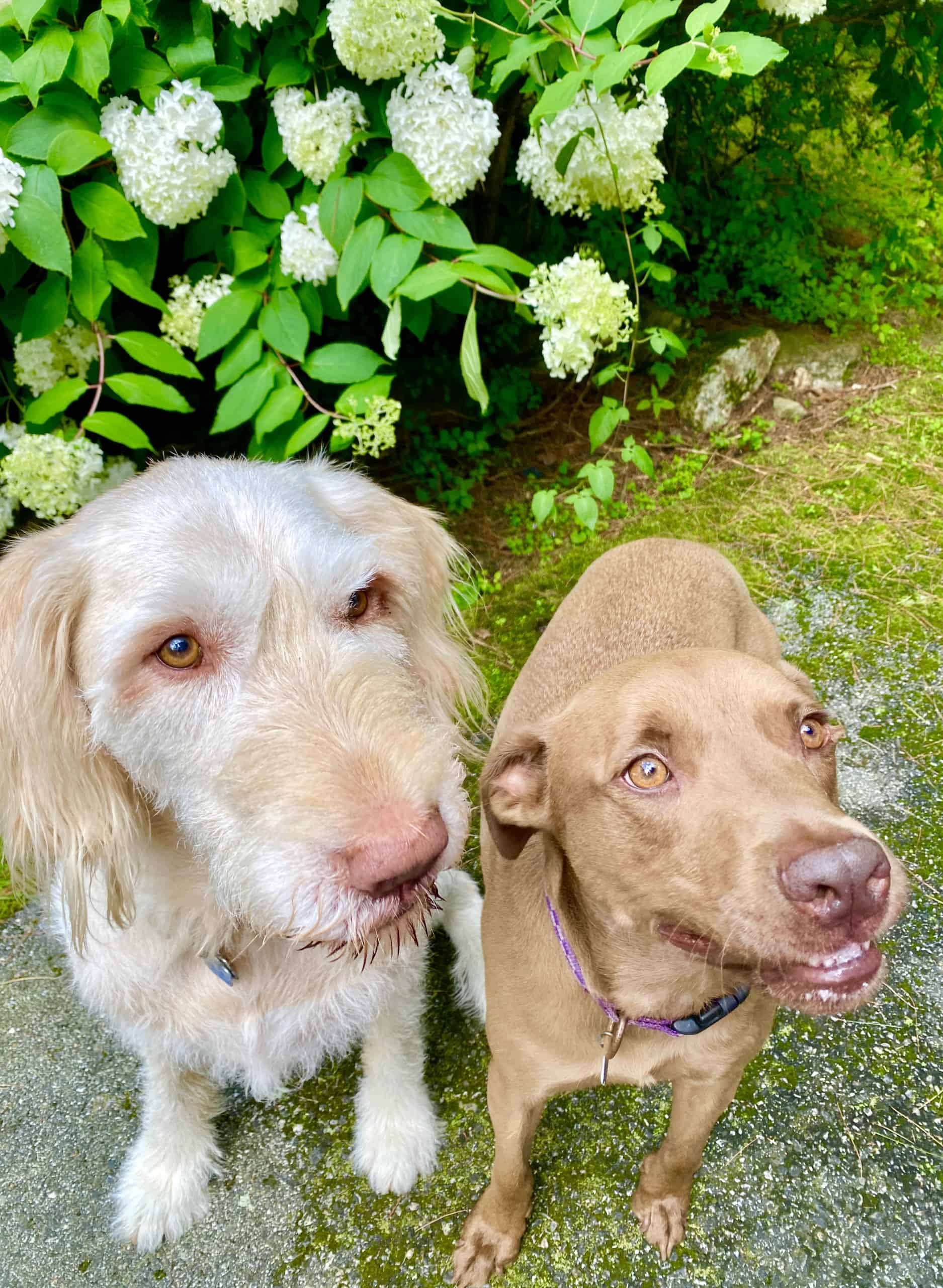 Photo of 2 dogs waiting for treats.