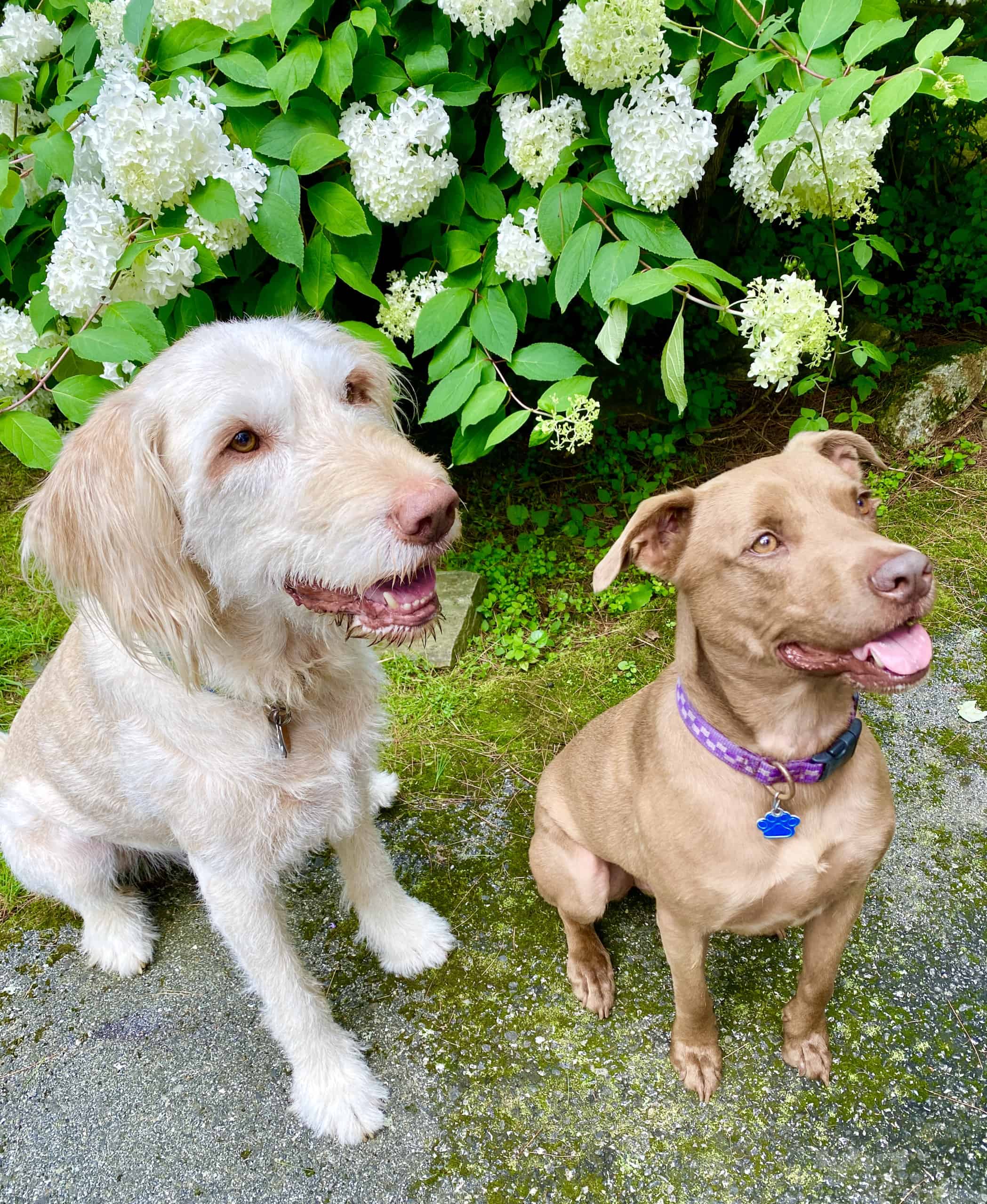 White dog and little brown dog waiting for treats.