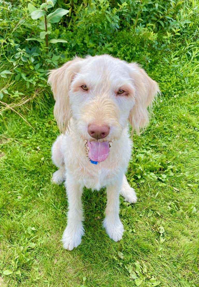Very handsome Spinone Italiano dog sitting on grass with his tongue sticking out.